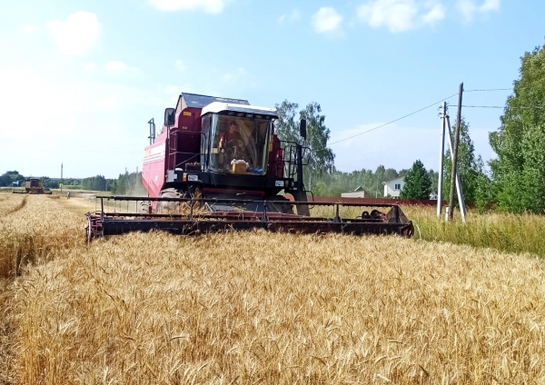 В Кольчугинском районе началась  уборка зерновых культур