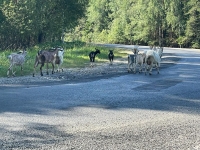 Домашние козы оккупировали участок окружной дороги